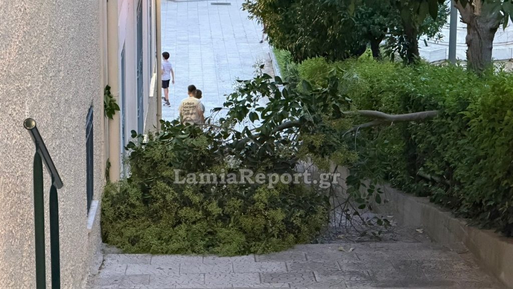 Λαμία: Δέντρο έπεσε στα σκαλάκια της πλατείας Διάκου