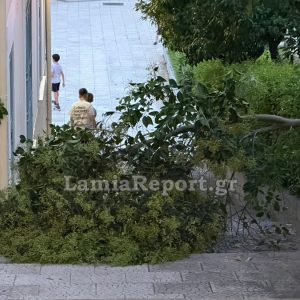Λαμία: Δέντρο έπεσε στα σκαλάκια της πλατείας Διάκου