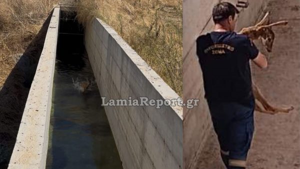 Λαμία: Πυροσβέστες έσωσαν ζαρκάδι και σκαντζόχοιρο από αρδευτικό κανάλι (ΦΩΤΟ)
