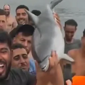 Θέουτα: Χτύπησαν μέχρι θανάτου μικρό δελφίνι και το περιέφεραν σαν τρόπαιο – Το βίντεο της οργής
