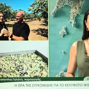 Σκάρφεια Φθιώτιδας: Από το δέντρο στο ράφι – Στην ΕΡΤ3 και την Εκπομπή "Περίμετρος" παρουσιάστηκε το κελυφωτό φιστίκι και τα μυστικά της παραγωγής του