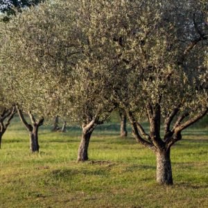 Πωλείται ελαιώνας 10 στρεμμάτων στην Αταλάντη