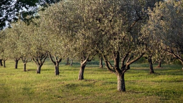 Πωλείται ελαιώνας 10 στρεμμάτων στην Αταλάντη