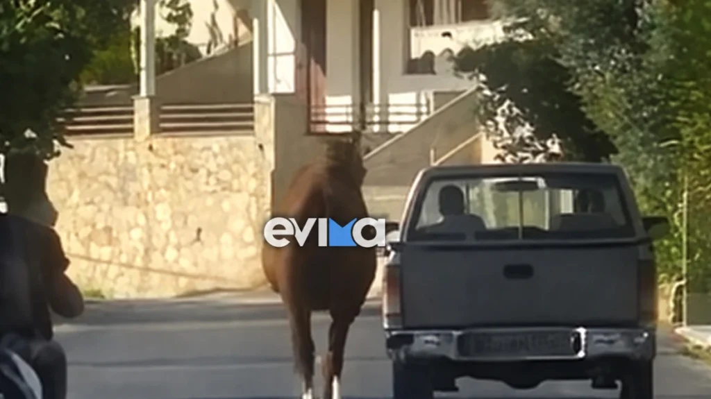 Απαράδεκτες εικόνες στην Εύβοια - Έσερνε το τραυματισμένο άλογο μέσα από το αυτοκίνητο (ΒΙΝΤΕΟ)