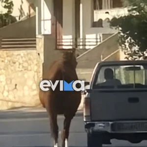 Απαράδεκτες εικόνες στην Εύβοια - Έσερνε το τραυματισμένο άλογο μέσα από το αυτοκίνητο (ΒΙΝΤΕΟ)