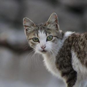 Πυροβόλησαν αδέσποτη γάτα στην Εύβοια
