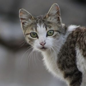 Πυροβόλησαν αδέσποτη γάτα στην Εύβοια