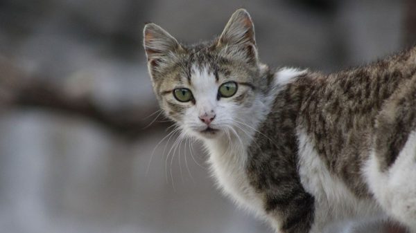 Πυροβόλησαν στο κεφάλι αδέσποτη γάτα στην Εύβοια