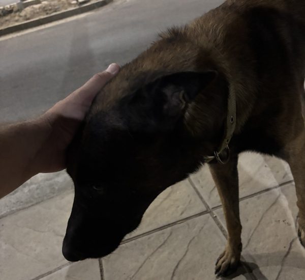 Μήπως ψάχνετε τον σκυλάκο της φωτογραφίας;
