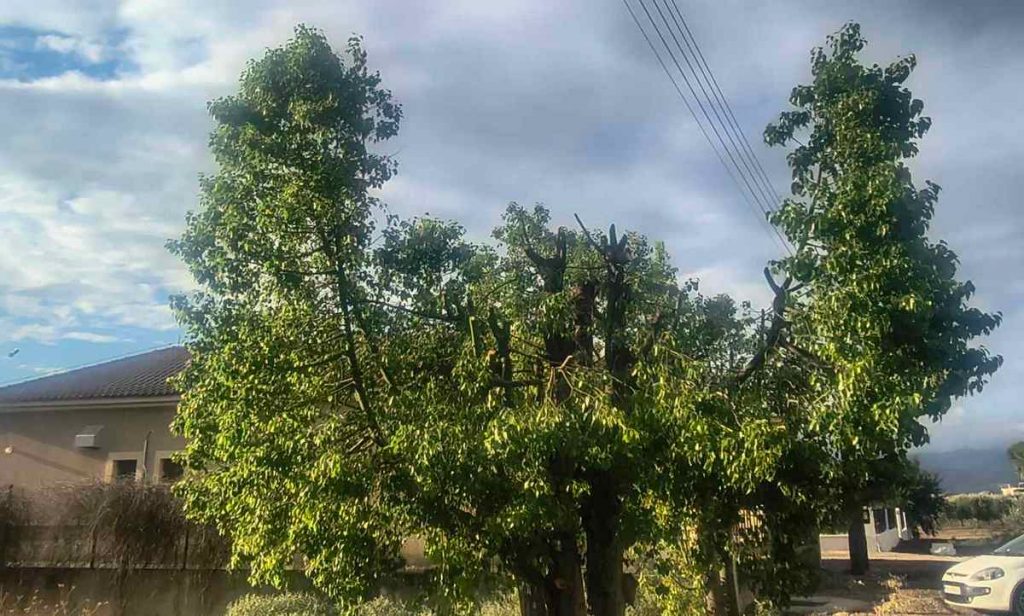 Τα κομμένα κλαδιά από τα κατακρεουργημένα δέντρα ποιος θα τα μαζέψει;