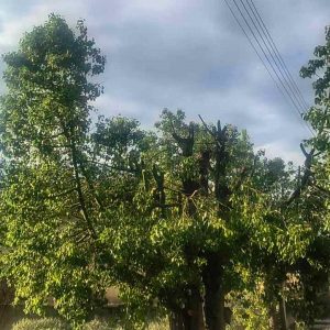 Τα κομμένα κλαδιά από τα κατακρεουργημένα δέντρα ποιος θα τα μαζέψει;