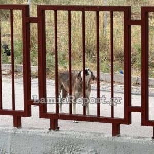 Λαμία: Πρόβλημα με αδέσποτα έξω από νηπιαγωγείο - Στο νοσοκομείο μητέρα από επίθεση σκύλου (ΒΙΝΤΕΟ- ΦΩΤΟ)