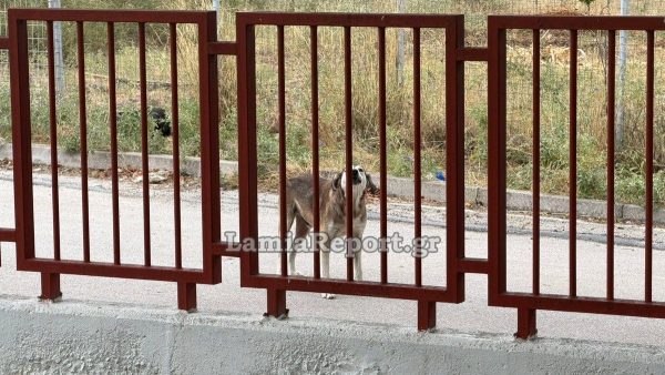 Λαμία: Πρόβλημα με αδέσποτα έξω από νηπιαγωγείο - Στο νοσοκομείο μητέρα από επίθεση σκύλου (ΒΙΝΤΕΟ- ΦΩΤΟ)