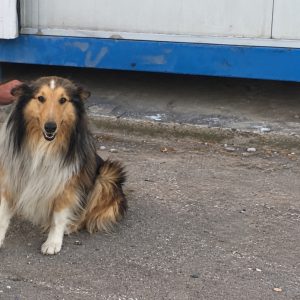 Λαμία: Βοηθήστε να βρούμε τον Όσκαρ