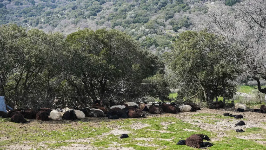 Ιωάννινα: Κεραυνός σκότωσε 88 πρόβατα και ανεμοστρόβιλος κατέστρεψε εγκαταστάσεις κτηνοτροφικής μονάδας