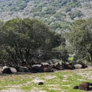 Ιωάννινα: Κεραυνός σκότωσε 88 πρόβατα και ανεμοστρόβιλος κατέστρεψε εγκαταστάσεις κτηνοτροφικής μονάδας