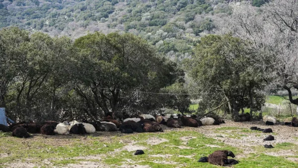 Ιωάννινα: Κεραυνός σκότωσε 88 πρόβατα και ανεμοστρόβιλος κατέστρεψε εγκαταστάσεις κτηνοτροφικής μονάδας