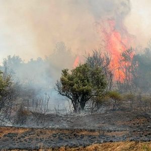 Το ευχαριστήριο του Προέδρου της Κοινότητας Πελασγίας για τη μάχη με την πυρκαγιά