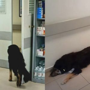 Σκύλος επιτέθηκε σε πολίτη και εργαζόμενη στο Κέντρο Υγείας Ιστιαίας!