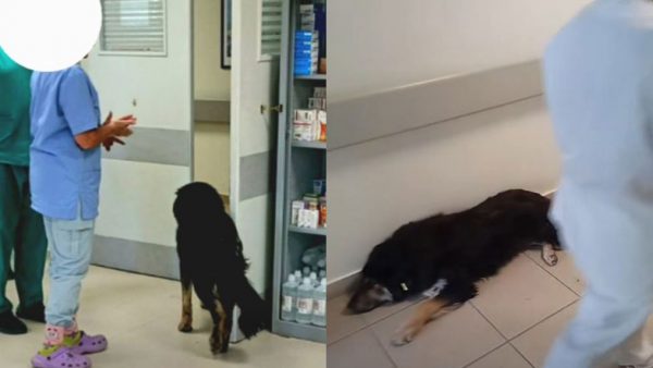 Σκύλος επιτέθηκε σε πολίτη και εργαζόμενη στο Κέντρο Υγείας Ιστιαίας!