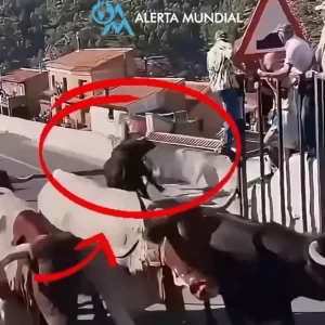 Ταύρος σκότωσε 64χρονη σε φεστιβάλ στην Ισπανία, βίντεο από την στιγμή της επίθεσης