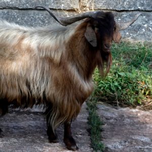 Σε νοσοκομείο των Αθηνών ηλικιωμένος από τη Σκύρο που δέχτηκε επίθεση από τράγους!
