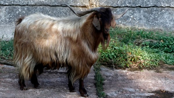 Σε νοσοκομείο των Αθηνών ηλικιωμένος από τη Σκύρο που δέχτηκε επίθεση από τράγους!