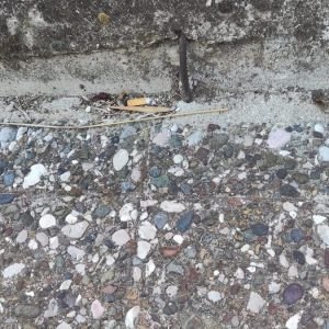 Καταγγελία για τις ακαθαρσίες σκύλων στο δρόμο του Κάστρου Λαμίας
