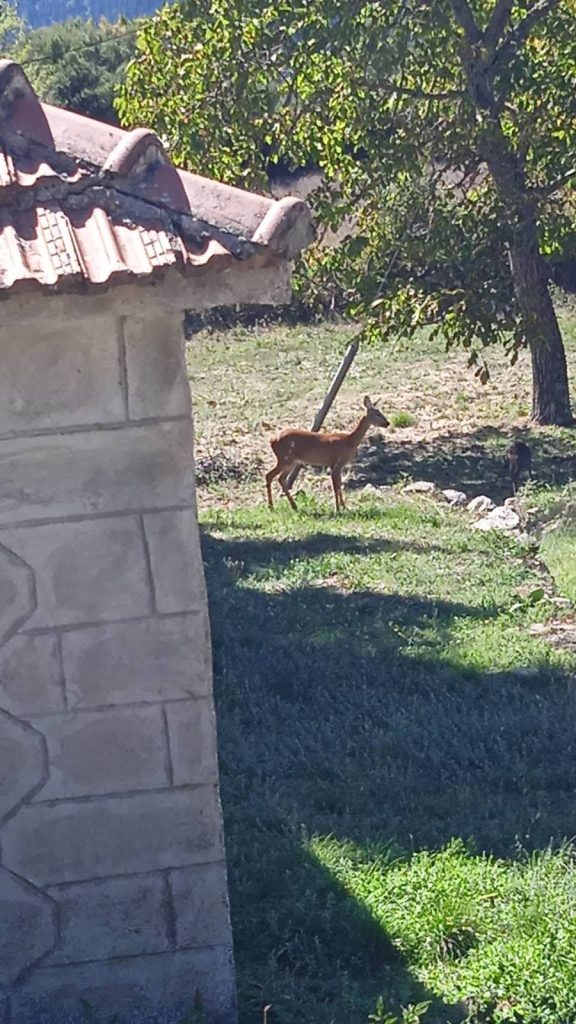 Μια ζαρκαδίνα με το μικρό της, στα ψηλά της Ρούμελης
