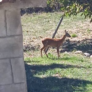 Μια ζαρκαδίνα με το μικρό της, στα ψηλά της Ρούμελης