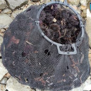 Χαλκίδα: Τον έπιασαν στα Λουκίσια με 200 αχινούς σε απαγορευμένη περίοδο