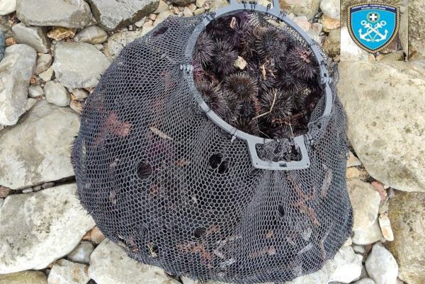 Χαλκίδα: Τον έπιασαν στα Λουκίσια με 200 αχινούς σε απαγορευμένη περίοδο