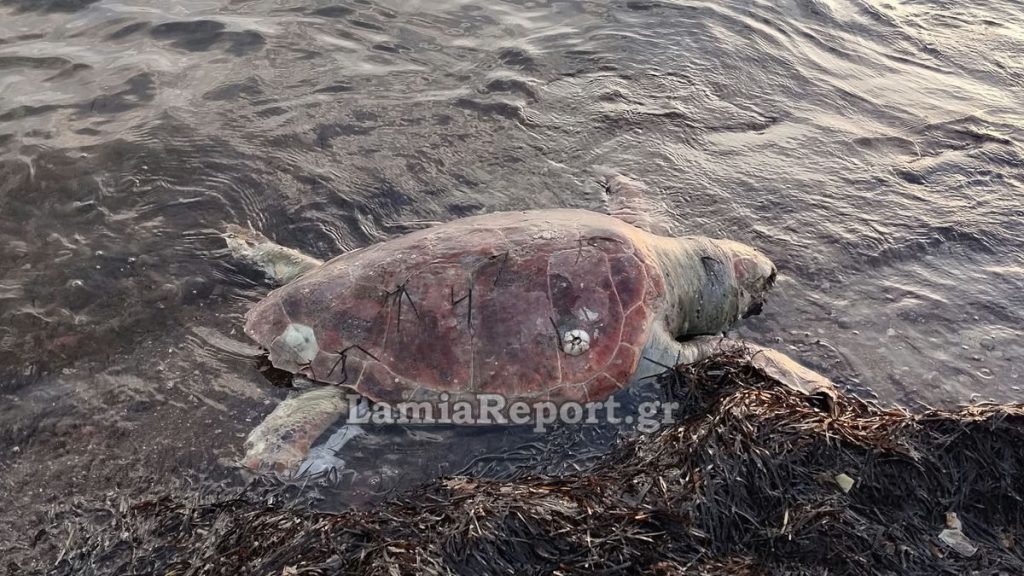 Νεκρή χελώνα σε παραλία της ανατολικής Φθιώτιδας