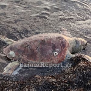 Νεκρή χελώνα σε παραλία της ανατολικής Φθιώτιδας