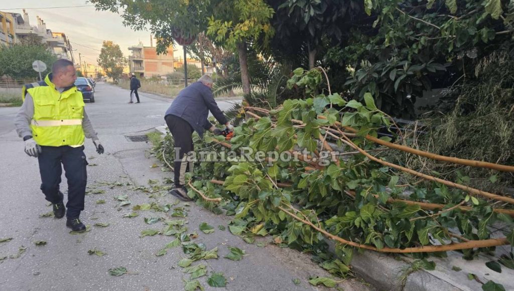 Λαμια: Νέα πτώση δέντρου στην νότια πλευρά της πόλης - Από τύχη δεν τραυμάτισε γονείς και παιδιά που πήγαιναν σχολείο το πρωί