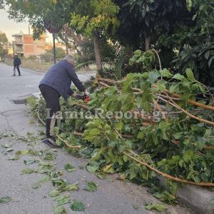Λαμια: Νέα πτώση δέντρου στην νότια πλευρά της πόλης - Από τύχη δεν τραυμάτισε γονείς και παιδιά που πήγαιναν σχολείο το πρωί