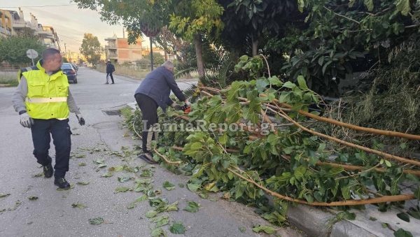 Λαμια: Νέα πτώση δέντρου στην νότια πλευρά της πόλης - Από τύχη δεν τραυμάτισε γονείς και παιδιά που πήγαιναν σχολείο το πρωί