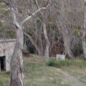 Κίνδυνος ατυχήματος στον Ξηριά Λαμίας από πτώσεις κλαδιών από τα ξηραμένα Πλατάνια