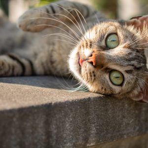 Έρευνα στις ΗΠΑ: 77 εκατ. γάτες έναντι 88,9 εκατ. σκύλων – Πώς το κόστος αλλάζει τις επιλογές των ιδιοκτητών-κηδεμόνων