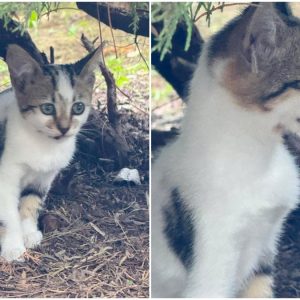 Ψάχνουμε σπίτι για το γατάκι της φωτογραφίας