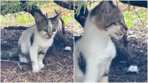 Ψάχνουμε σπίτι για το γατάκι της φωτογραφίας