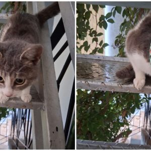Βρέθηκε το γατάκι της φωτογραφίας - Μήπως το αναζητάτε;