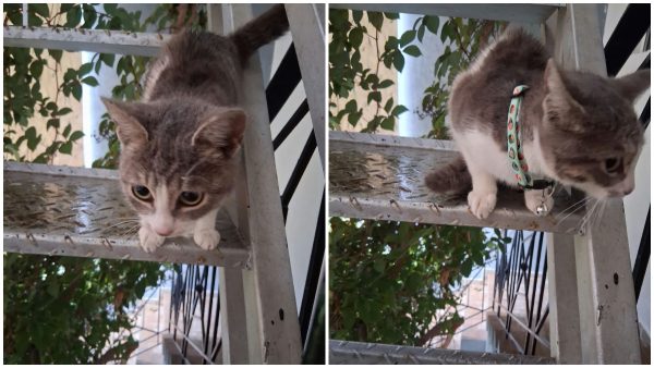 Βρέθηκε το γατάκι της φωτογραφίας - Μήπως το αναζητάτε;