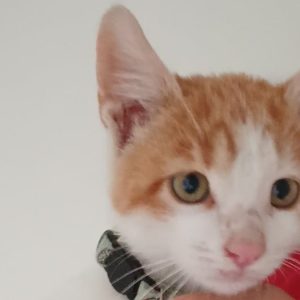 Το γλυκό γατάκι της φωτογραφίας βρέθηκε στη Νέα Άμπλιανη