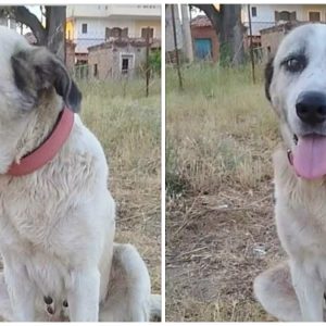 Χάθηκε η Hope από την Αγία Μαρίνα Στυλίδας - Μήπως την είδατε;