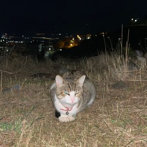 Χάθηκε το γατάκι της φωτογραφίας