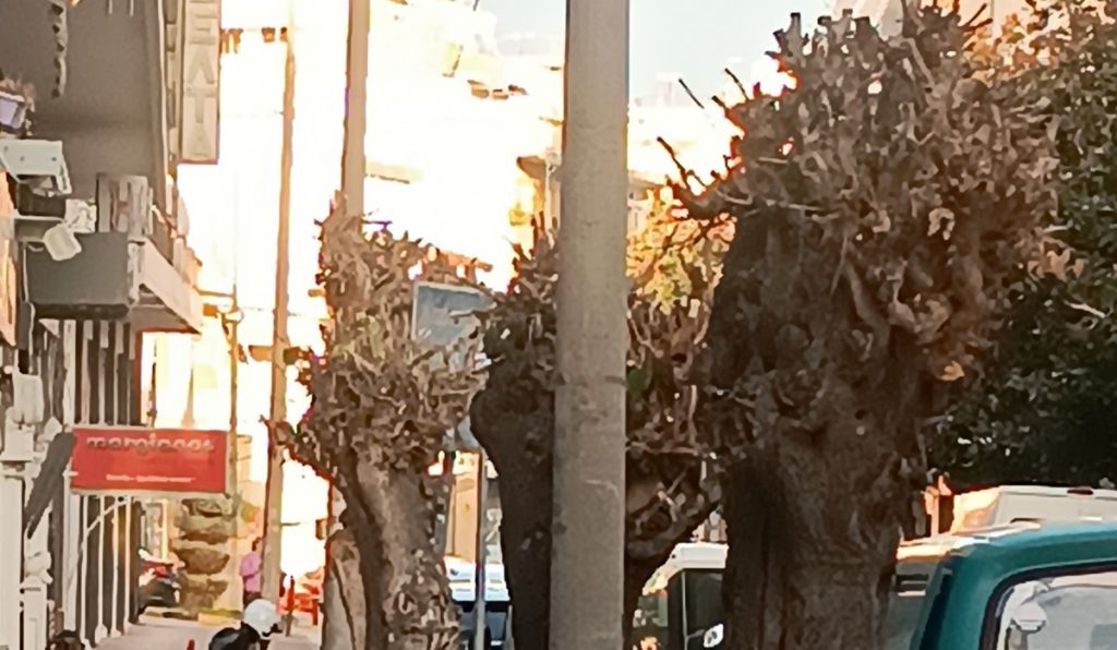 Λαμία: Κίνδυνος από πτώση δένδρων
