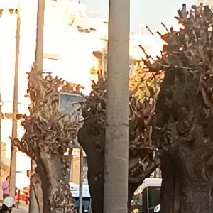 Λαμία: Κίνδυνος από πτώση δένδρων