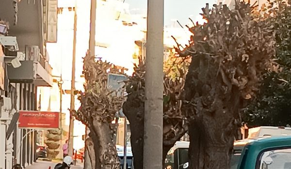 Λαμία: Κίνδυνος από πτώση δένδρων