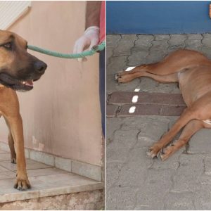 Χάθηκε η "Κανέλα" - Μπορείτε να βοηθήσετε να τη βρούμε;